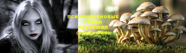 ПСИЛОЦИБИНОВЫЕ ГРИБЫ Богданович